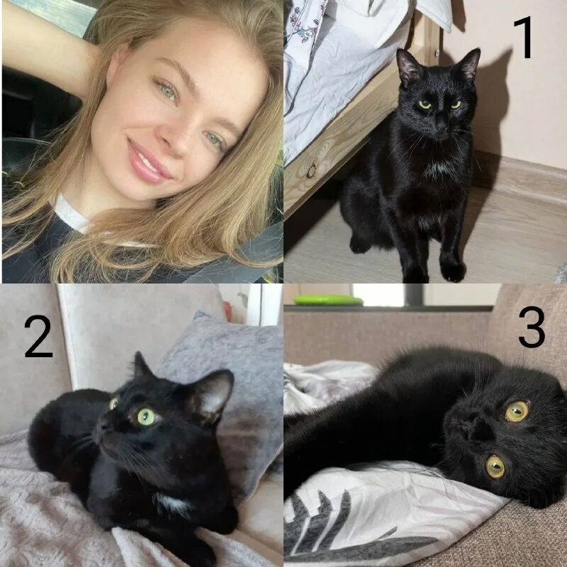 Под кот ответ. Все коту под хвост. Выражение коту под хвост. Демотиваторы коты смешные. Коту под хвост фразеологизм.