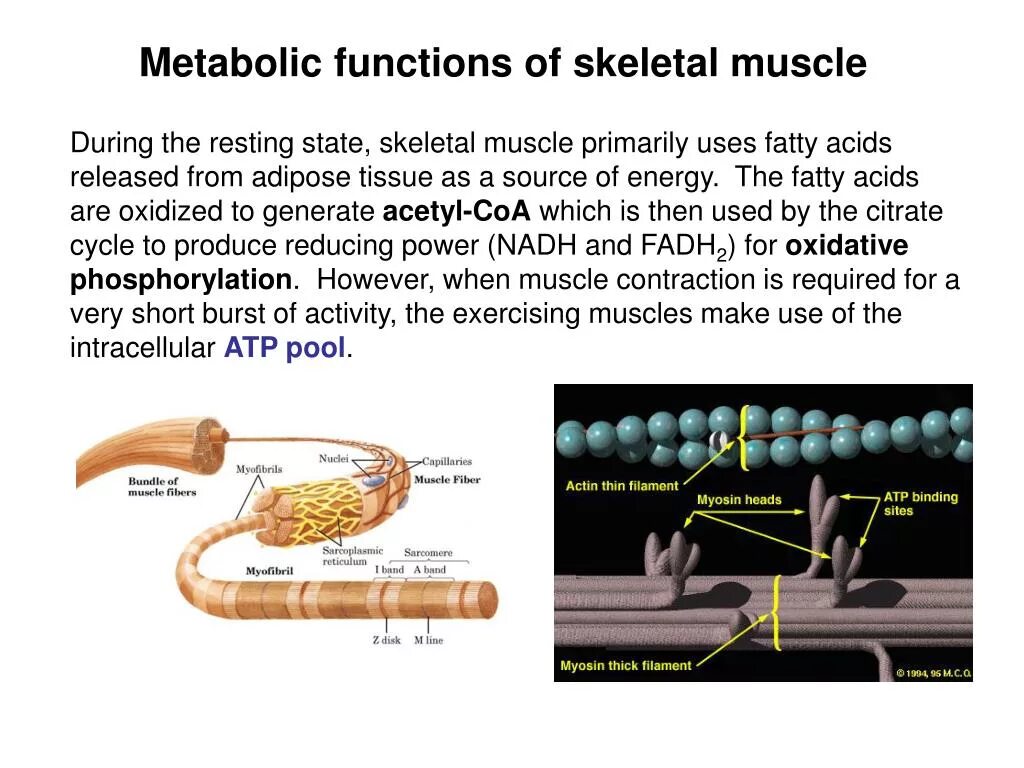 Muscles function. Muscle function. skeletal muscle activity. skeletal muscle atp. skeletal muscle atp с подписями.