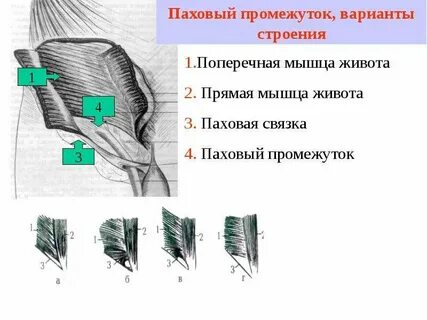Промежутки мышц