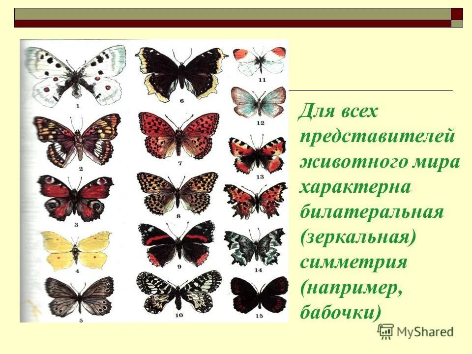 симметричные предметы. что такое симметрия 2 класс. симметрия презентация 2 класс. симметричные и асимметричные фигуры. что такое симметрия? урок технологии.