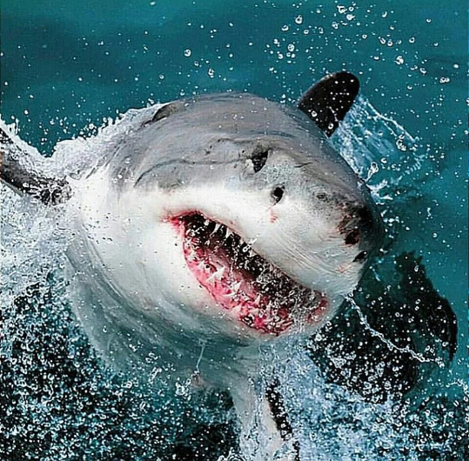 Большая белая акула (Carcharodon carcharias). Акула белая, акула-людоед, кархародон. Белая акула людоед кархародон. Вайт Шарк белая акула. Можно про акулу можно