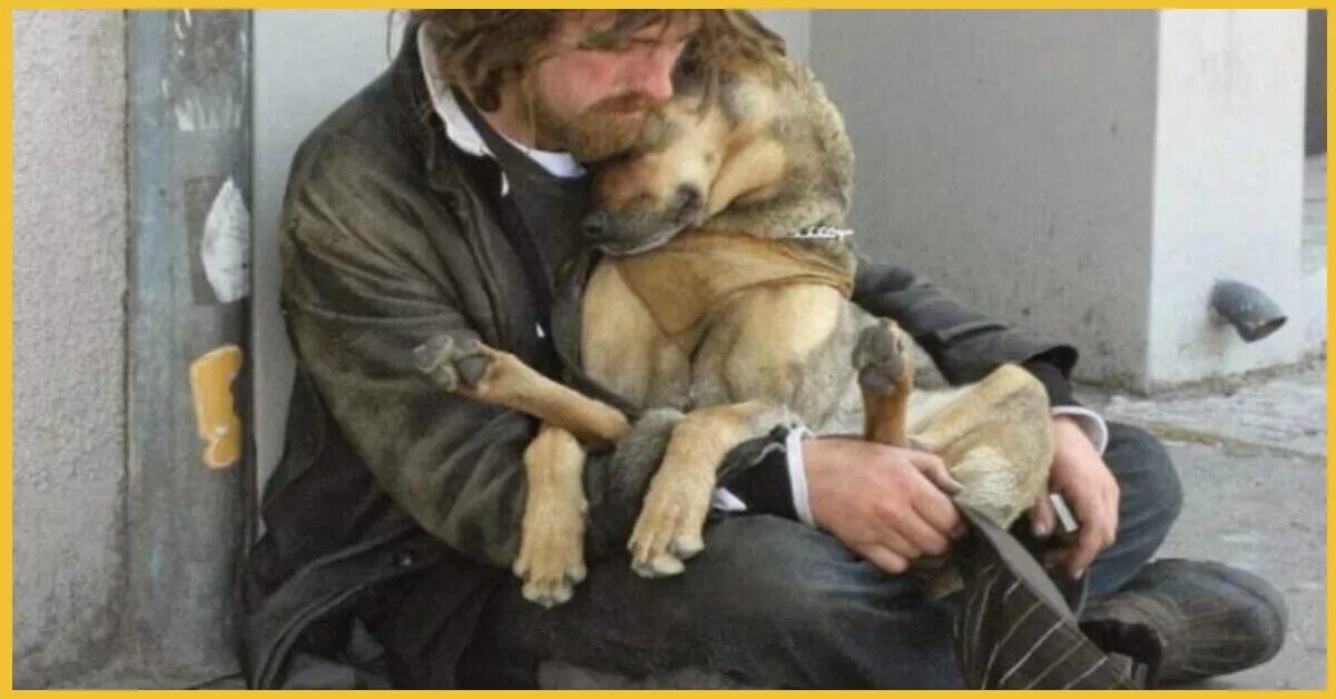 где бездомные собаки