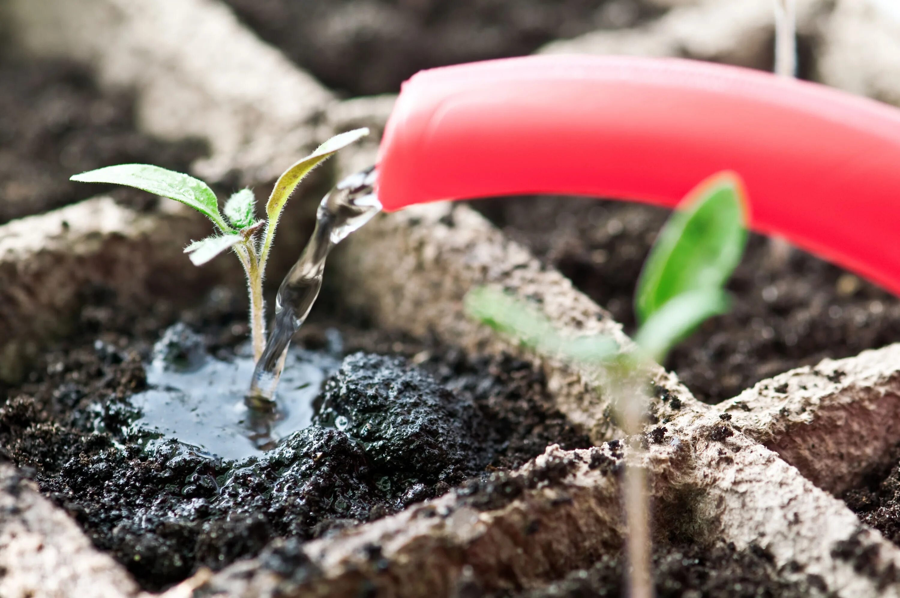 Чем подкормить помидоры чтобы была рассада толстая. Полив рассады томатов. Seedling «рассада». Полив рассады баклажанов. Полив рассады бархатцев.