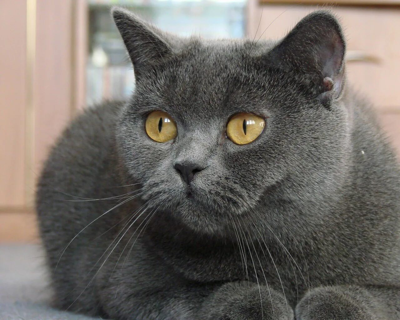 Британская дымчатая кошка. Кошка серая. Нибелунг (порода кошек). Ну серые. Британская голубая кошка метис.