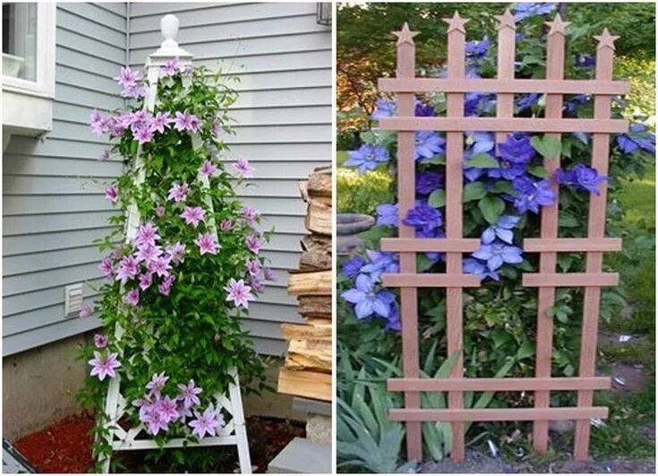 Welche Rankhilfe für Clematis? Sehen Sie sich diese 10 Ideen an! Clematis, Rankh