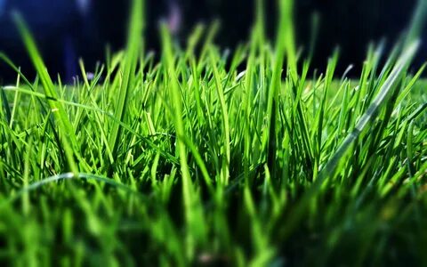 Green grass