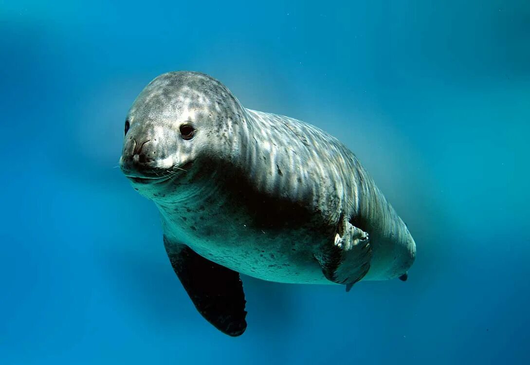 Фото морского леопарда. Хищные морские животные. Морские леопарды животные. Подводные обитатели Антарктики. Морской леопард фото.