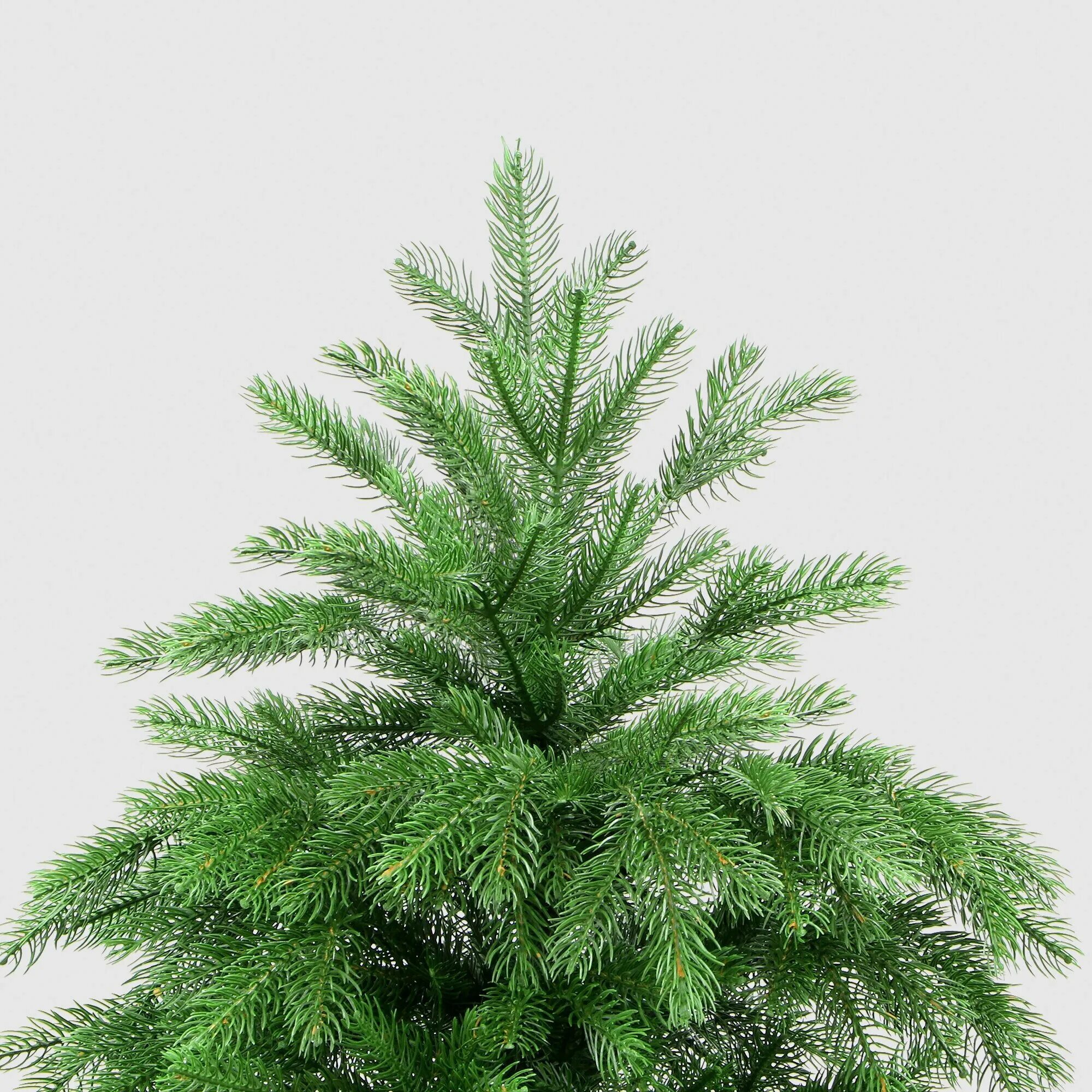 царь елка байкальская элитная. елка байкальская элитная 215. царь елка премиум. ель байкальская царь елка. Kaeming елка купить.