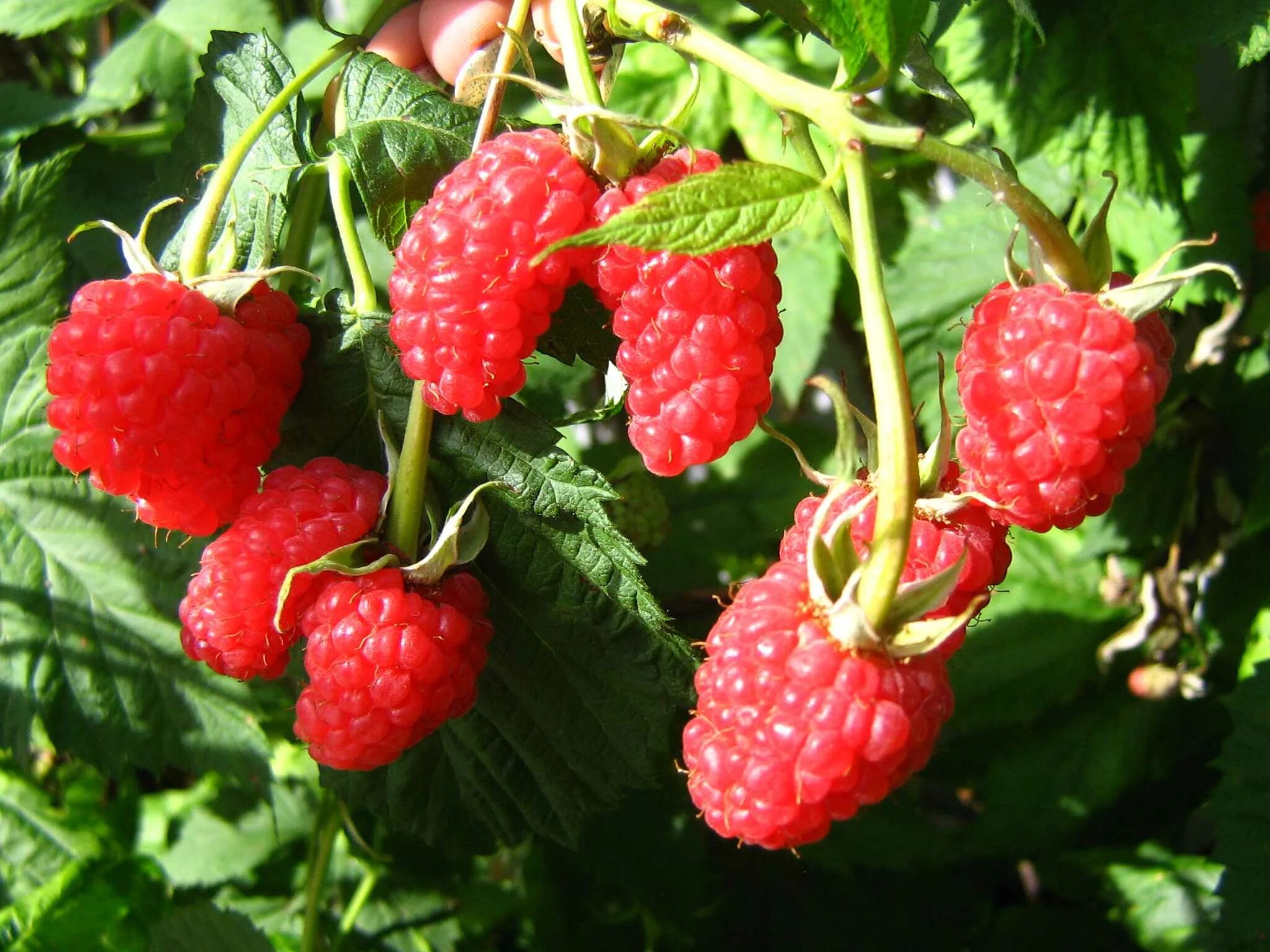 Малина красная крупноплодная. Малина сорт исполин. Малина описание сорта. Малина обыкновенная "маросейка". Малина описание сорта.