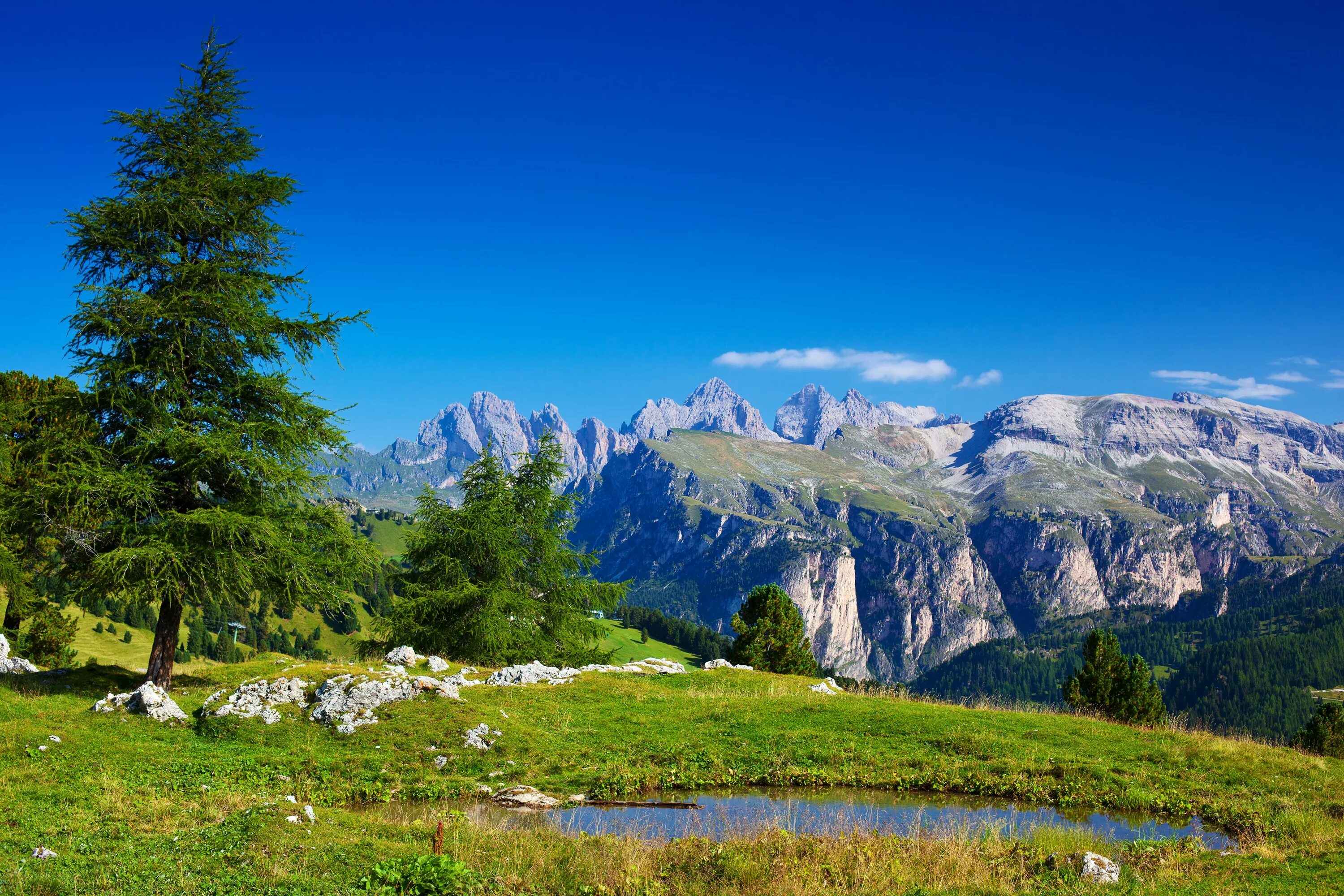 Доломитовые Альпы. Франция Альпы горные леса. Альпы горные Луга. Альпы Швейцария дорога.