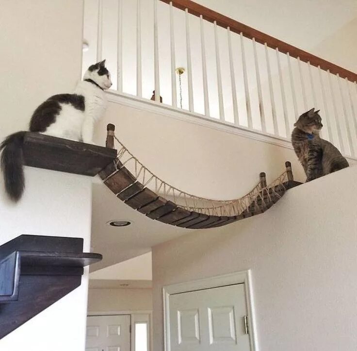 Cat playground