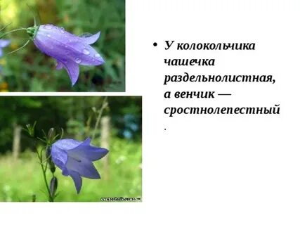 Колокольчик разобрать