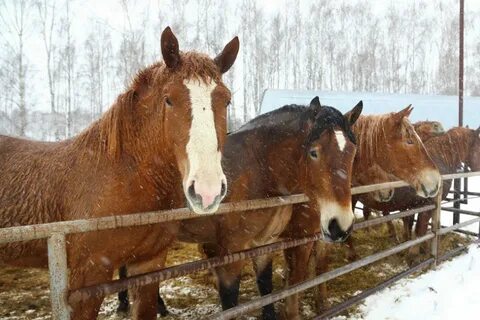 Частная лошадь