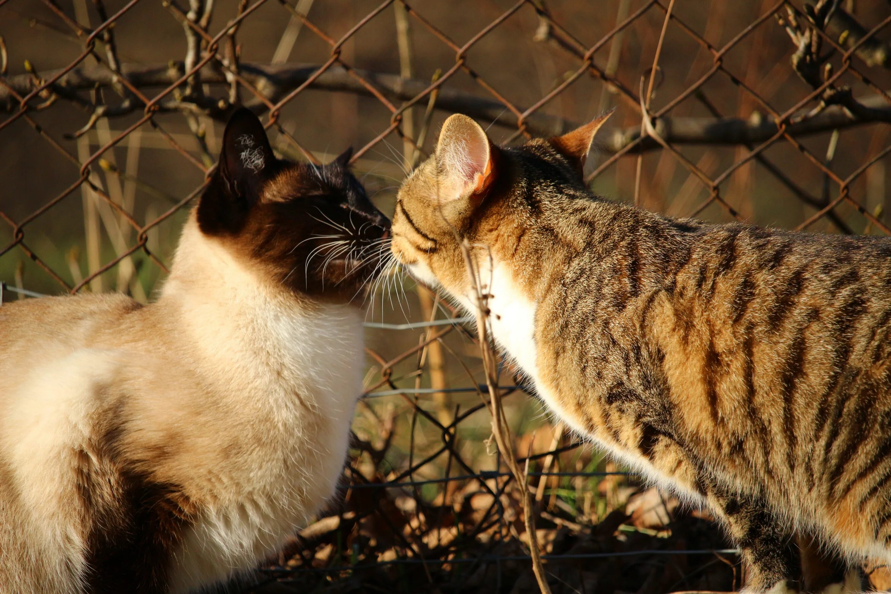 Picture me cats. Тайский табби. Сиамский Сноу-Шу. Сиамская кошка. Кошачья любовь.