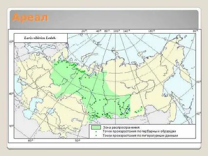 Районы произрастания ели