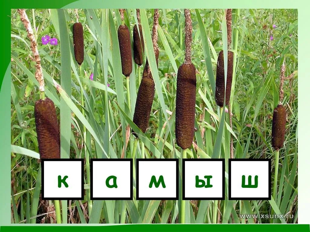 Рогоз узколистный – typha angustifolia l. Рогоз широколистный и камыш. Рогоз молодой. Играть камышей. Камыши на прозрачном фоне.