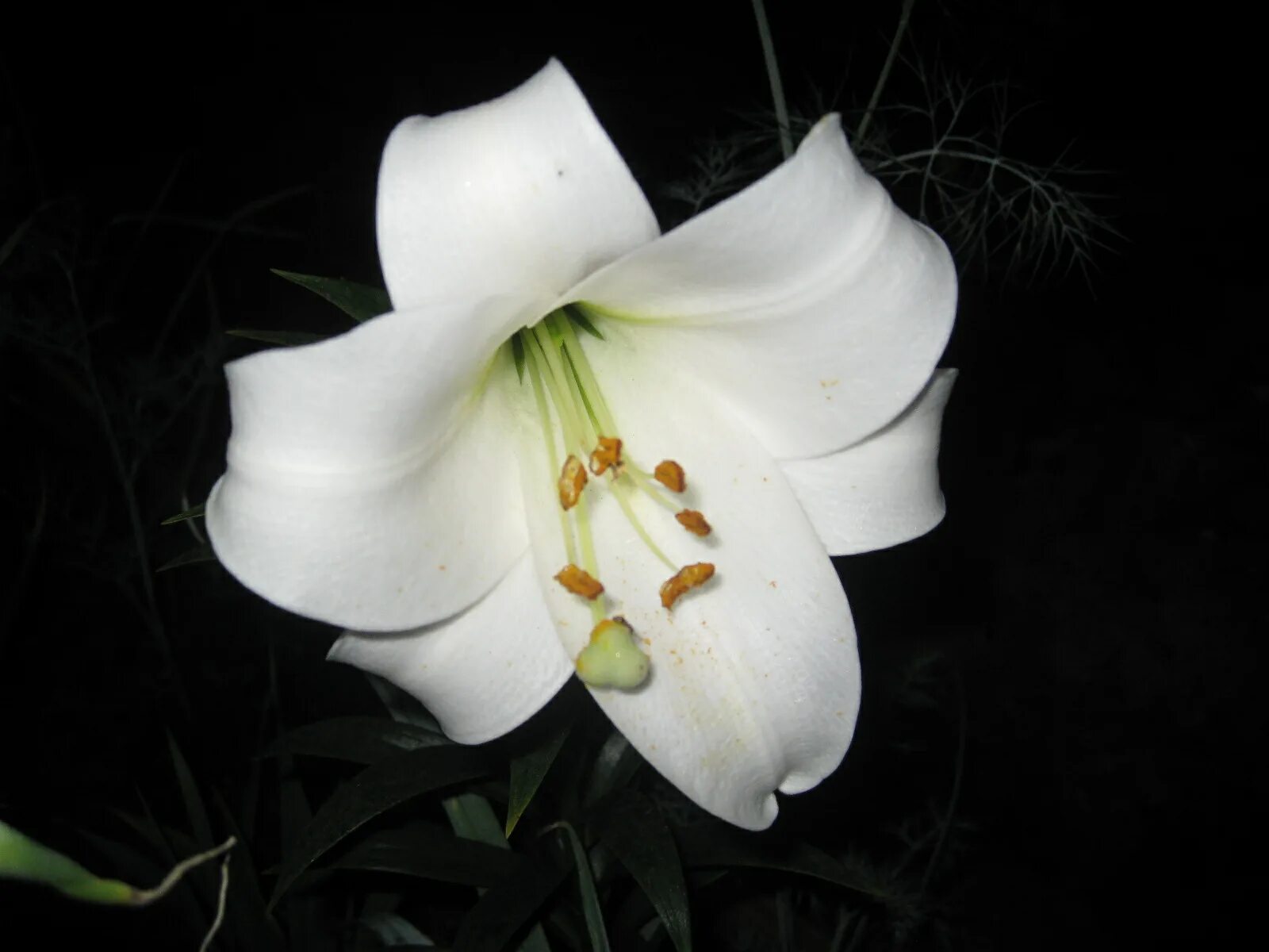 Российский Сервис Онлайн-Дневников Pretty plants, White lilies, Moon garden