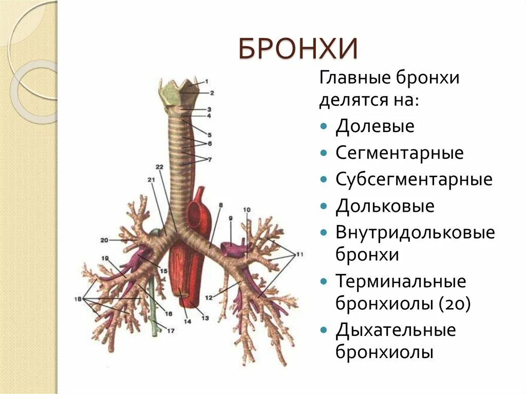 Главные бронхи делятся на