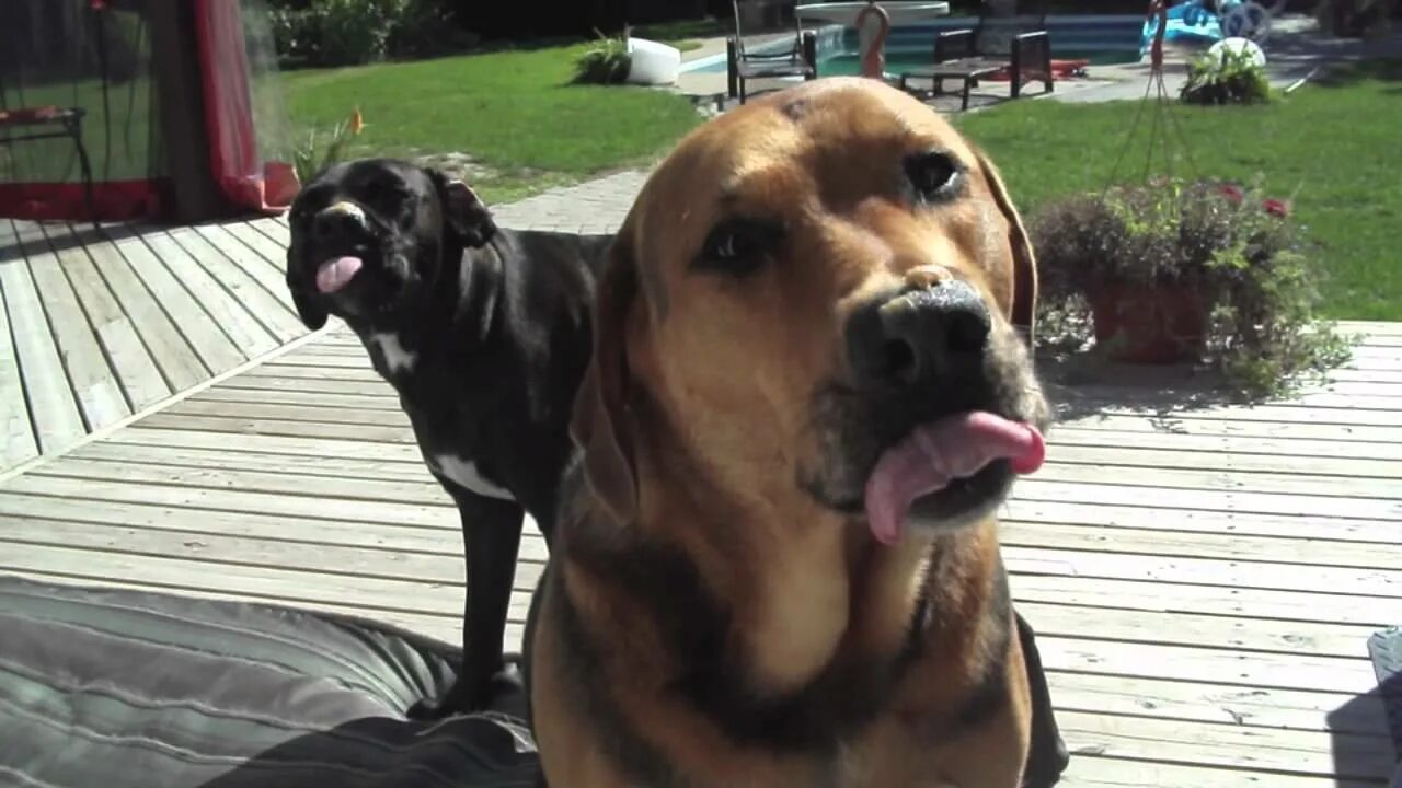 Слюнявая собака. Собака отряхивается. Слюнявая собака гиф. Мопс лижет экран. Трясет слюни.