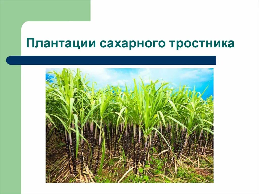 Известно что сахарный тростник теплолюбивое растение впр. Вьетнам тростник сахарный тростник. плантации сахарного тростника. сахарный тростник культивируемый. бали сахарный тростник плантации.