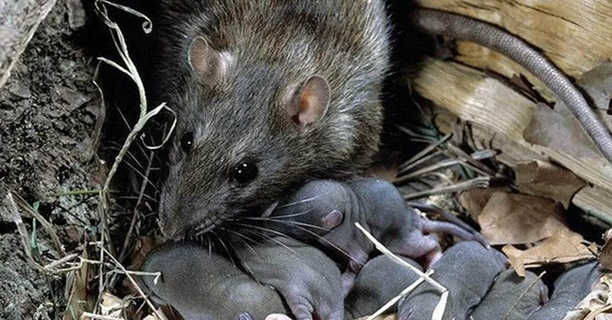 Что есть мышь. Серая крыса rattus norvegicus. серая большая крыса пасюк. детеныш земляной крысы. мышь полевка выводок.