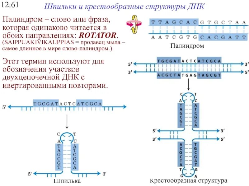 Палиндромная последовательность ДНК. Палиндром генетика. Палиндромы биохимия. Палиндромы в молекулярной биологии.