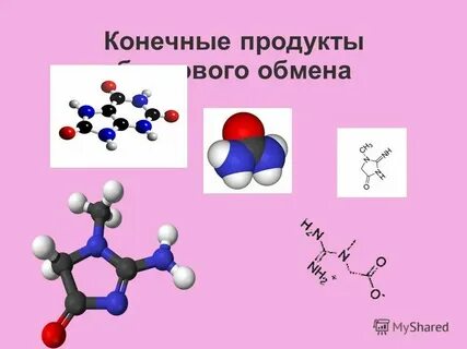 Найдите три ошибки белки это нерегулярные биополимеры