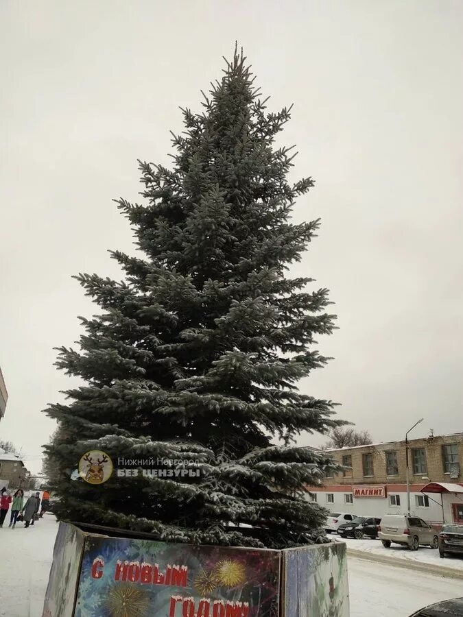 Ель в Нижегородской области. Срубили голубую ель. В Нижегородской области спилили голубую ель. Ёлка на площади в Воскресенском районе Нижегородской области. Новый год без цензуры