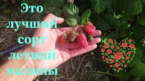 Малина пшехиба описание сорта урожайность характеристика фото