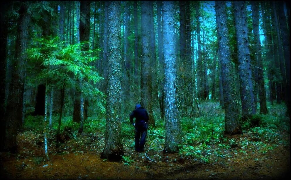 Где то эхо в лесу. Темный лес the Woods 2005. Лес темный страшный. Дремучий лес. Страшный дремучий лес.