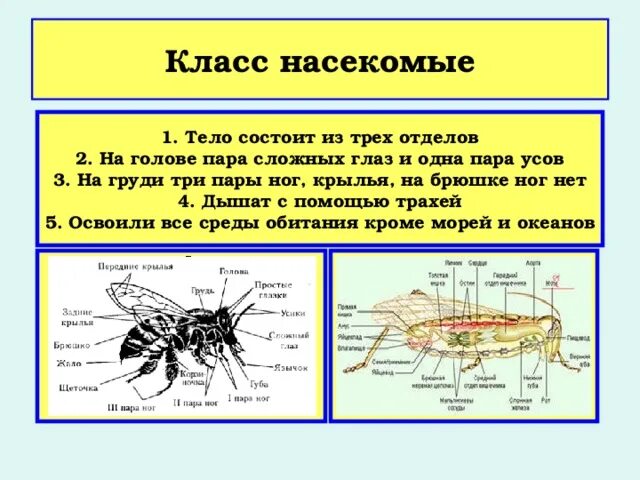 Животные у которых 3 пары ног