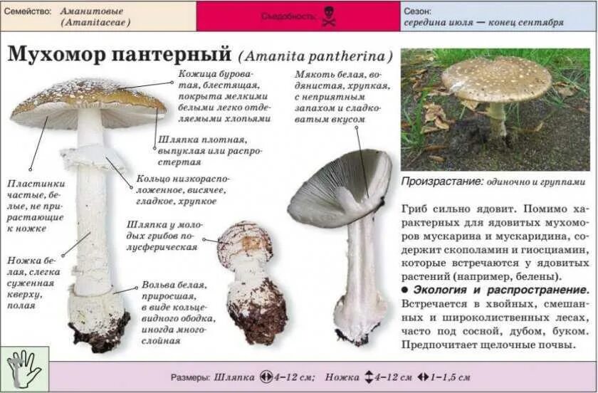 Как отличить зонтик от поганки. Гриб зонтик ядовитый поганка. мухомор пантерный. пантерный гриб. мухомор пантерный и мухомор красный.