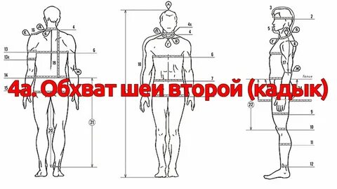 Длина шеи