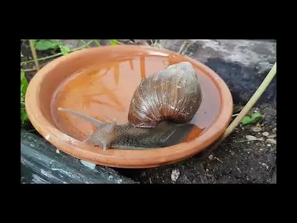 Какашки улитки. Можно ли брать улиток в руки.