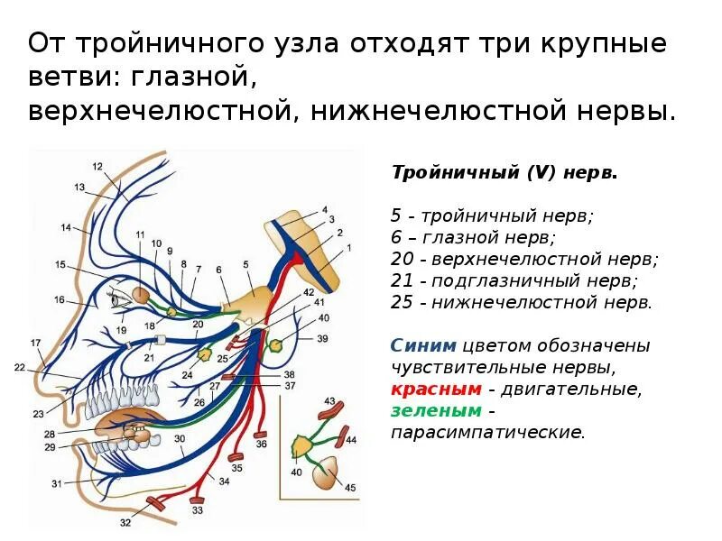 3 Ветвь тройничного нерва схема. Тройничный нерв схема 1 ветви. Тройничный нерв иннервация по ветвям таблица. Схема проекции ветвей тройничного нерва.