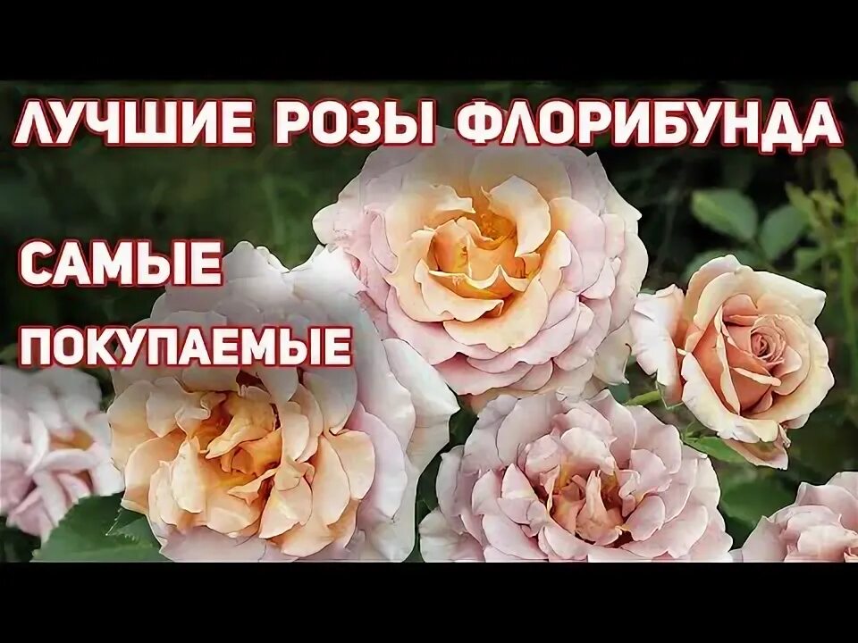 Розы 10 :: Сибмама - о семье, беременности и детях