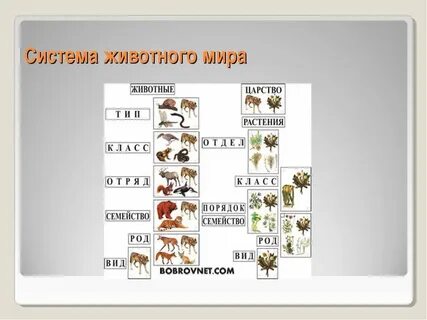 Система род вид
