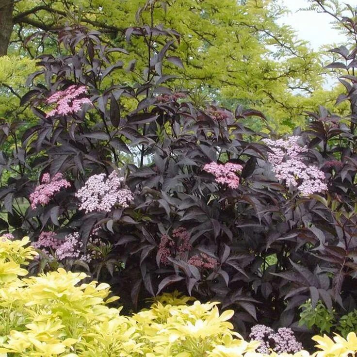 Free Gardening Series for Beginners and Intermediate Gardeners Join Our Workshop