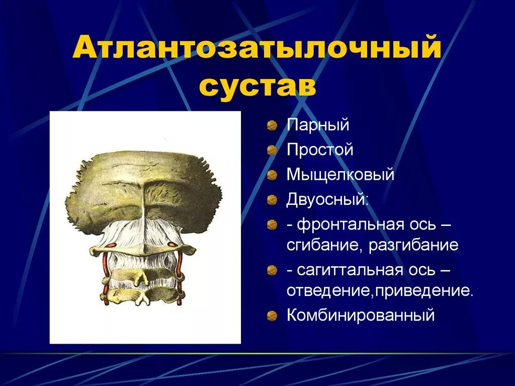 Соединения между затылочной костью. Атлантозатылочный сустав строение анатомия. Суставные поверхности атланто-затылочного сустава. Характеристика атланто затылочного сустава. Атлантоосевой и атланто-затылочной сустав.