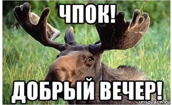 Чпок. Chpok. Анекдот про лося чпок добрый вечер. One chpok men. Звук чпок.