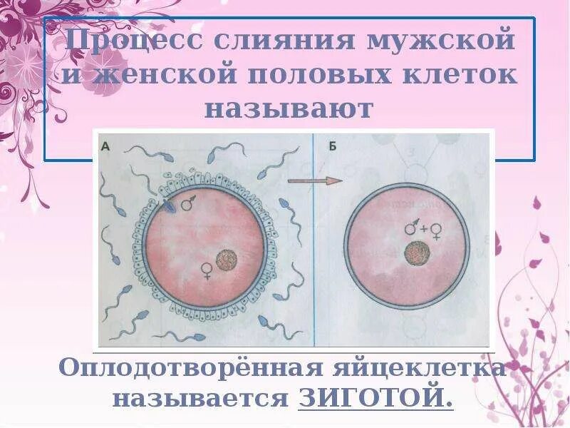 Слияние женской и мужской половых клеток. Процесс слияния мужской и женской половой клеток называется. Процесс слияния половых клеток. Процесс слияния мужской и женской клеток.