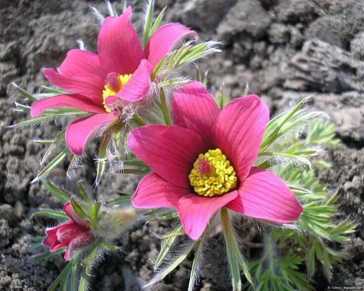 Как выглядит пушун цветок Free Images : blossom, flower, petal, botany, flora, wildflower, japanese, bud,