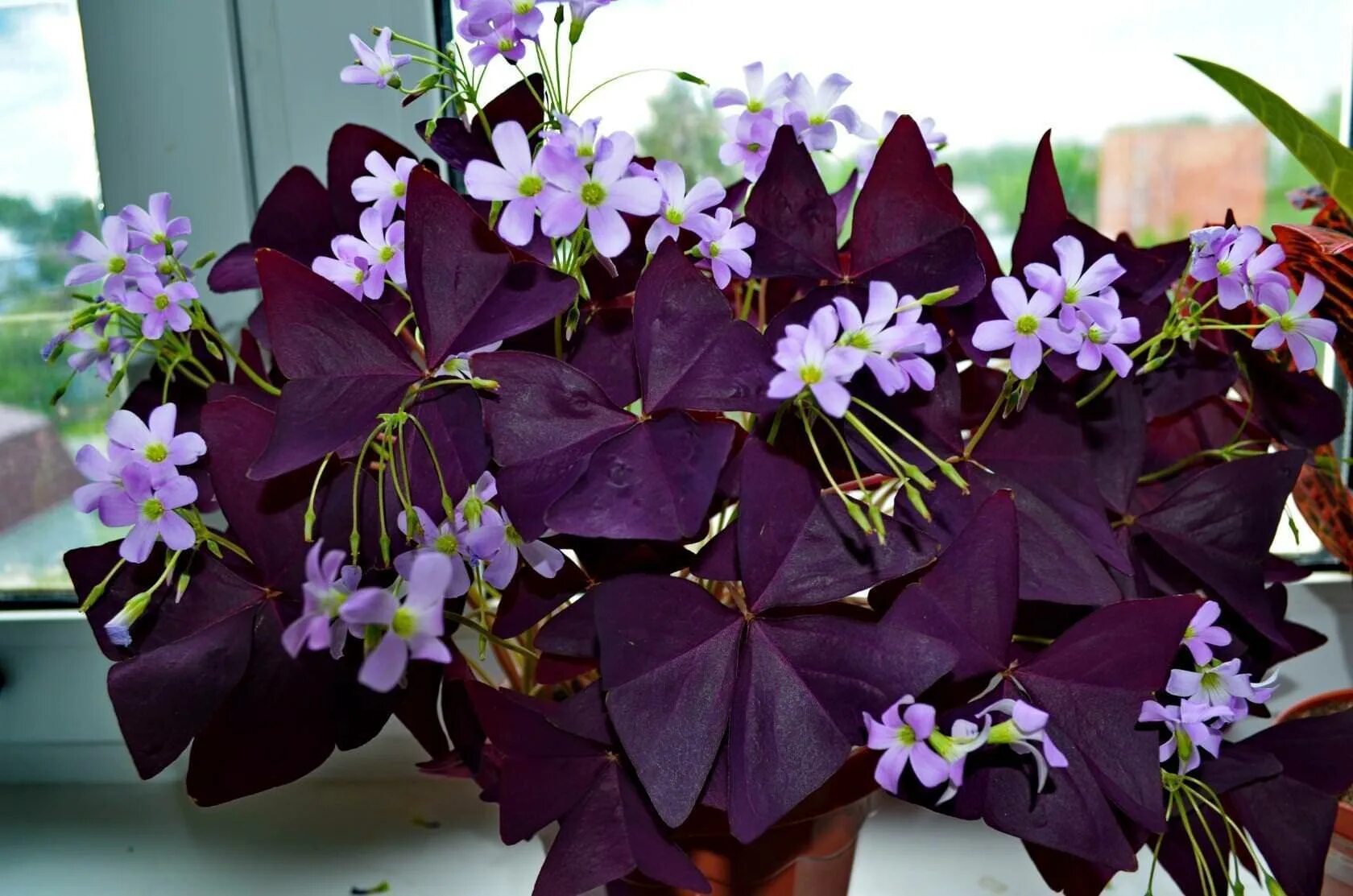 Кислица оксалис. Кислица фиолетовая оксалис. Кислица треугольная (Oxalis triangularis). Оксалис бургунди