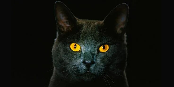 8 Simple Ways To Change A Cat's Life For The Better Cat care, Cat life, Cats