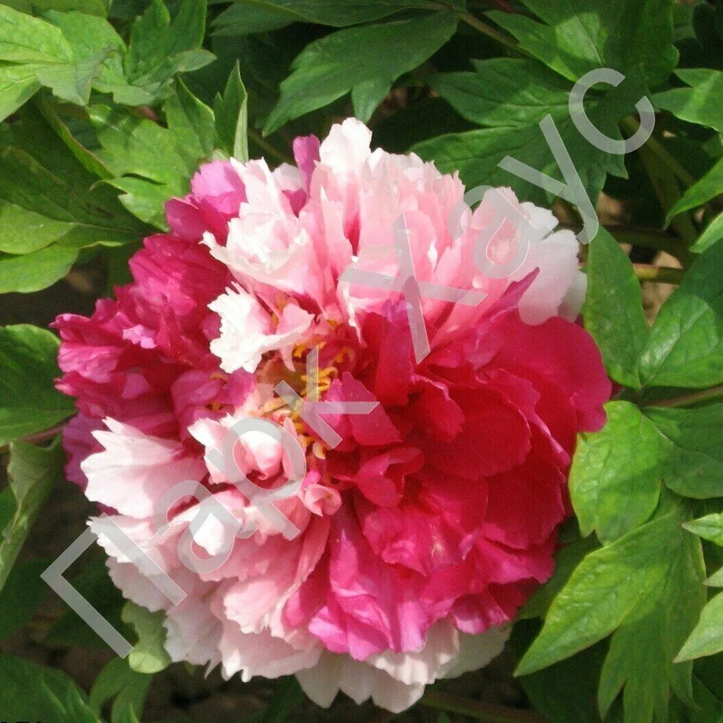 пион сестры киао. пион сестры киао. пион киао древовидный. пион древовидный кинго. пион две сестры описание.