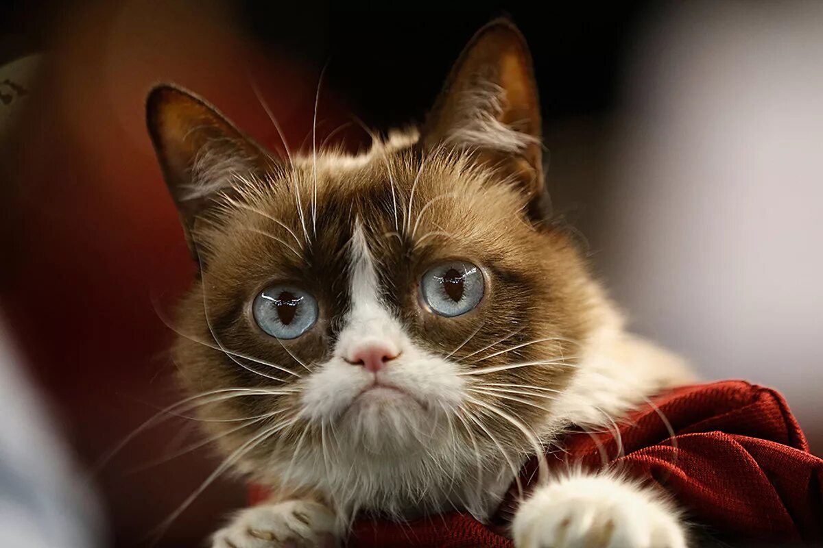Grumpy cat