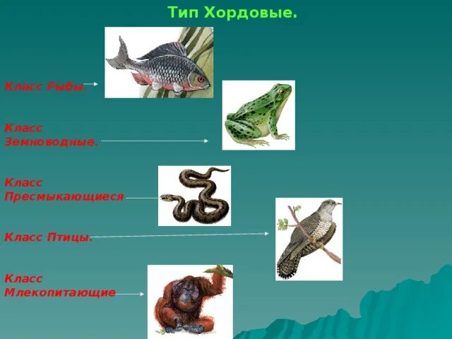 Хордовые позвоночные пресмыкающиеся. Пресмыкающиеся типа Хордовые относят. Класс пресмыкающиеся Тип Хордовые. Класс земноводные класс пресмыкающиеся.