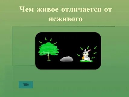 Отличие живой и неживой природы