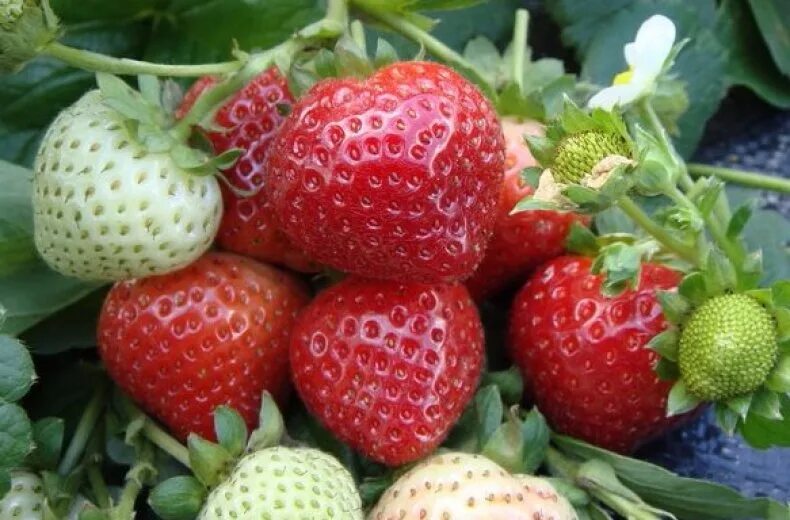 Клубника сорт камрад победитель. Клубника сорт флоренс. Strawberry grading. Сорт клубники хоней. Strawberry grading.
