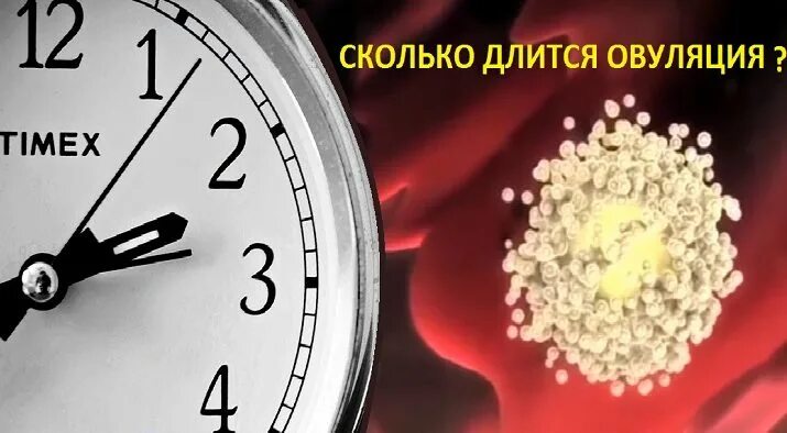 Количество овуляций. Сколько длится овуляция. Ссколькодлится овуляция. Скольку длится овуляция. Сколько дней проходит овуляция.